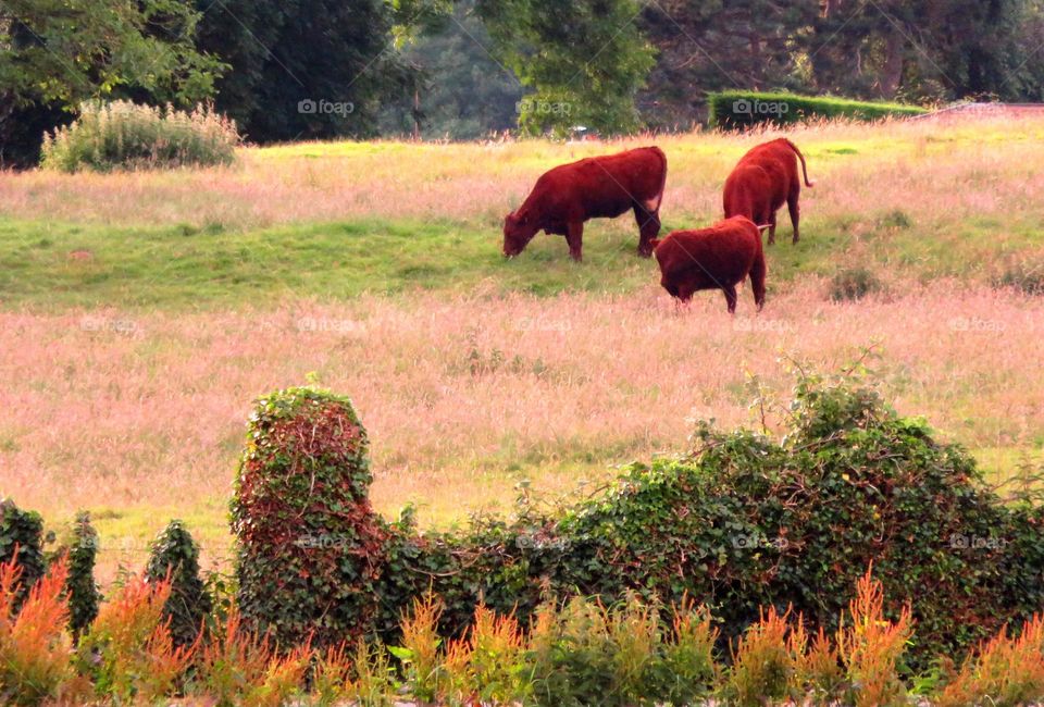 grazing peacefully