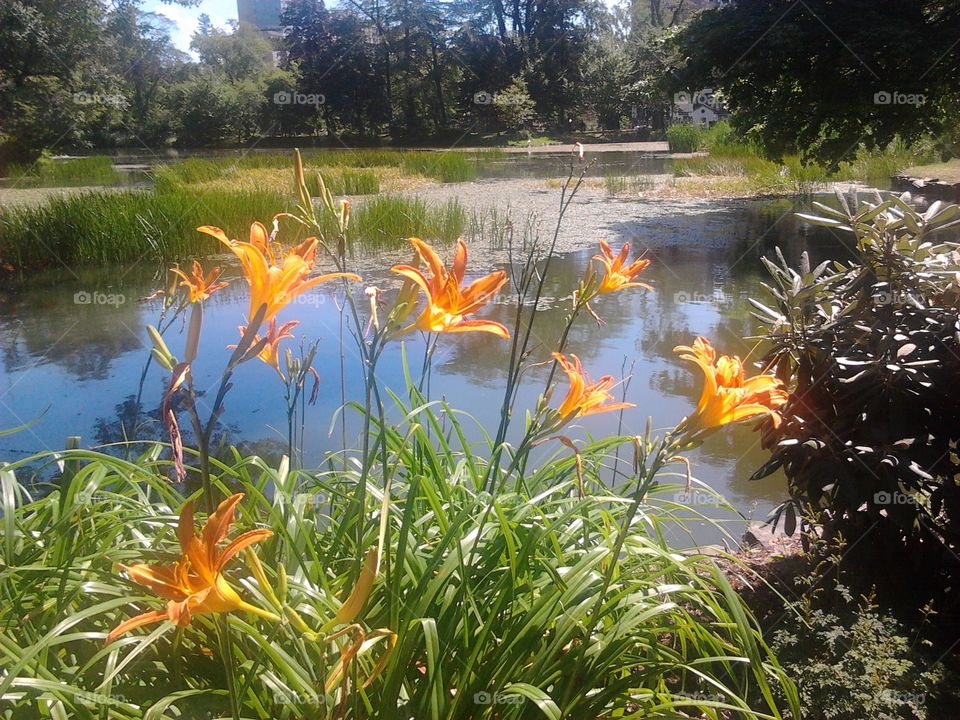 A lily Pond