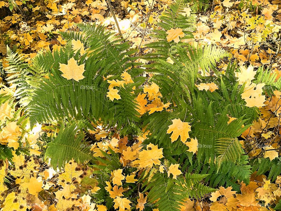 золотая осень, солнечный день, лес, зелёный папоротник покрытый жёлтыми листьями клёна.
