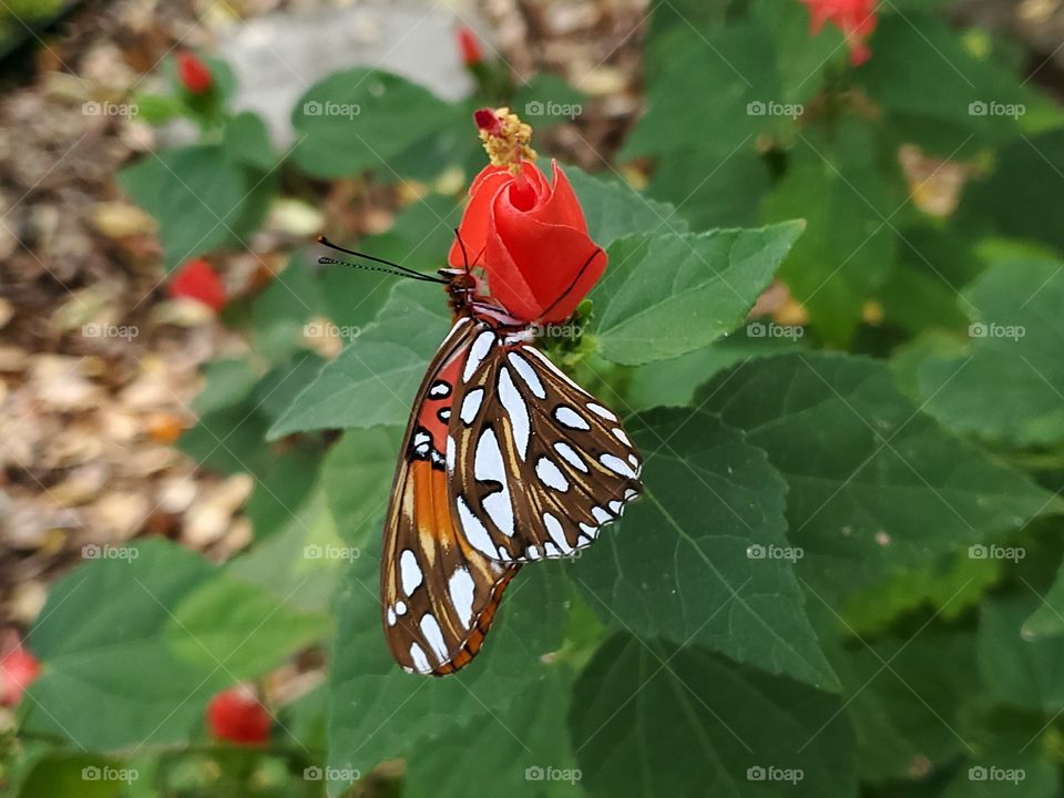 The Gulf fritillary, Agraulis vanillae (Linnaeus) feeding on native red turkscap flower.