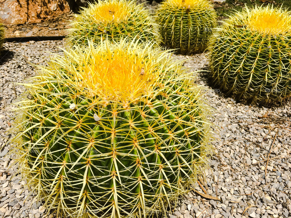 Montjuic Cactus Park