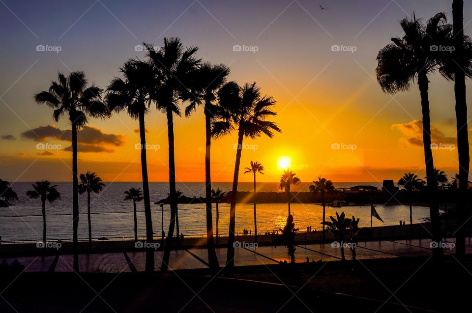 Silhouette of palm trees during sunset