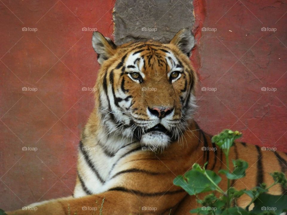 tiger portrait