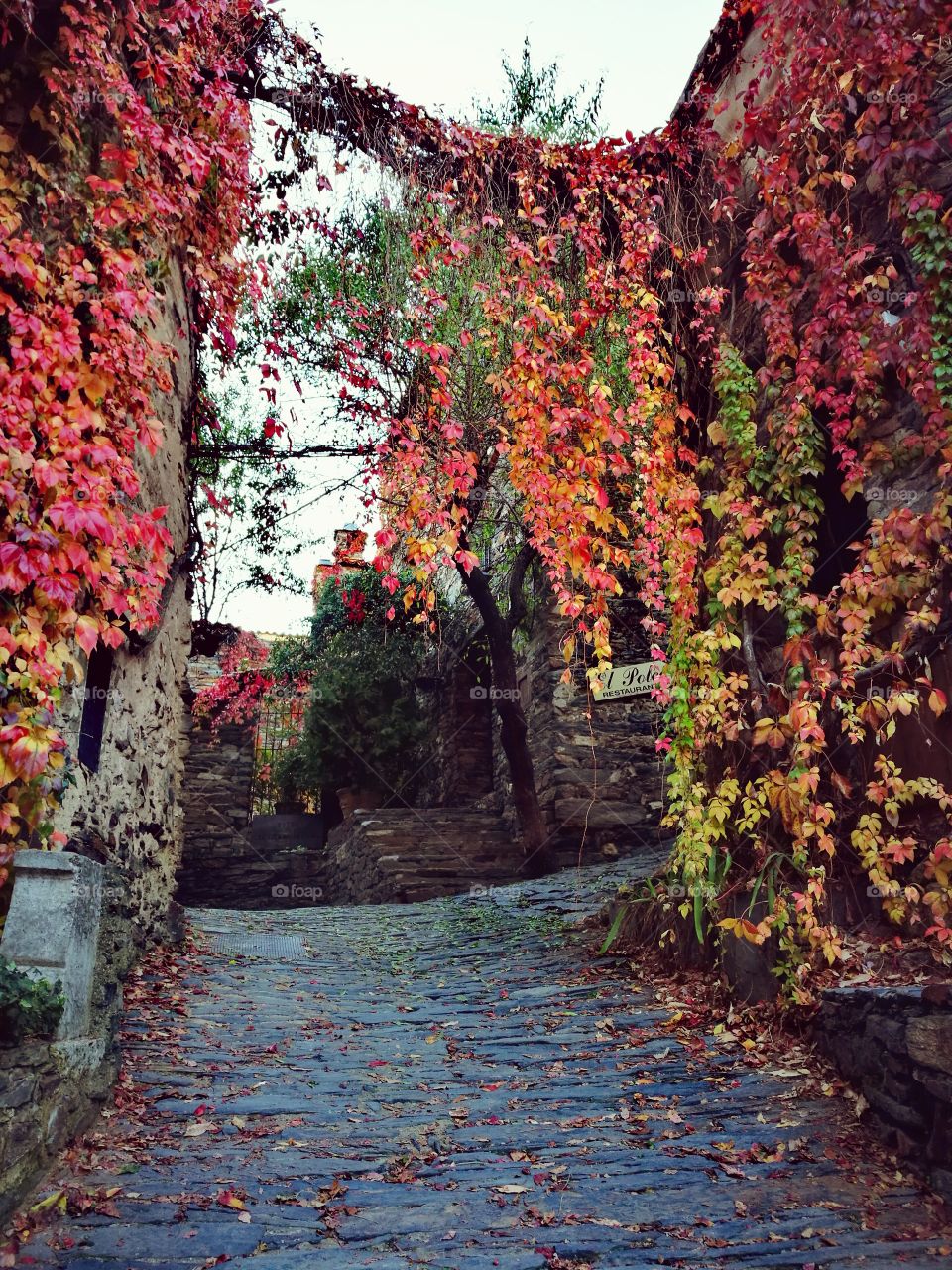 Autumn leafs on street