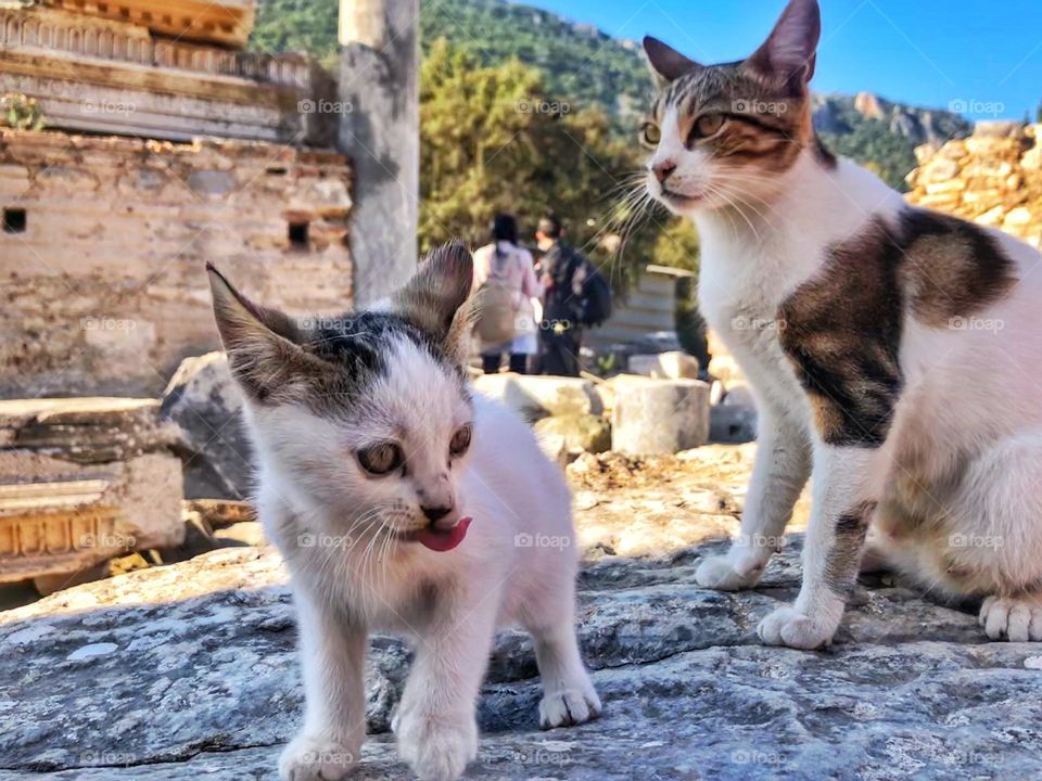 Turkish cat in ancient archaeological park in Turkiye.