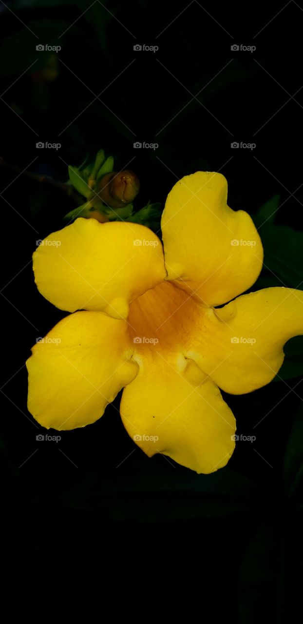 Beautiful yellow flower, commonly called bell, near ecological reserve of La Ceiba, Honduras.
Hermosa Flor amarilla, llamada comunmente campana , cerca de reserva ecológica de La Ceiba, Honduras.