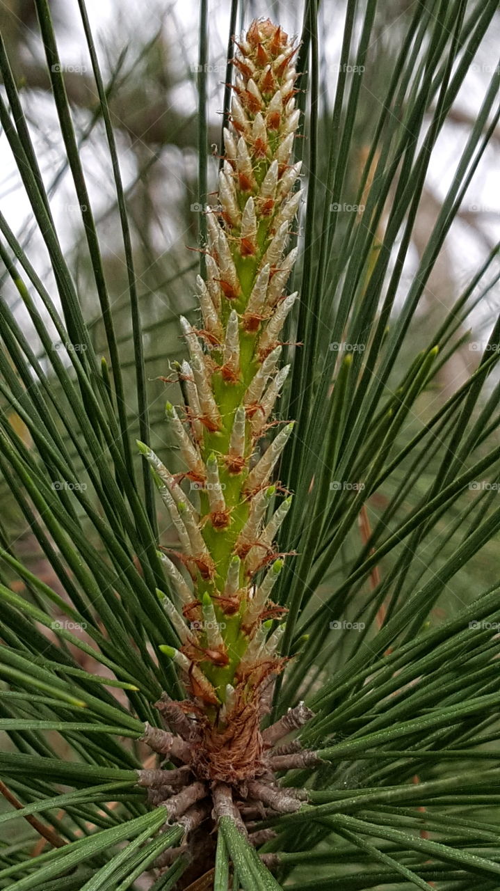conifer