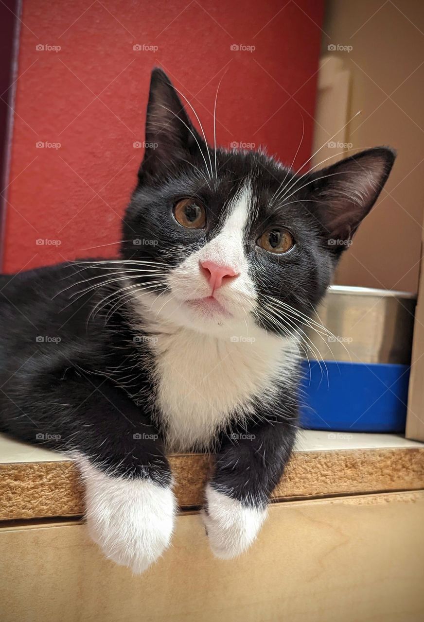 Every day is Caturday