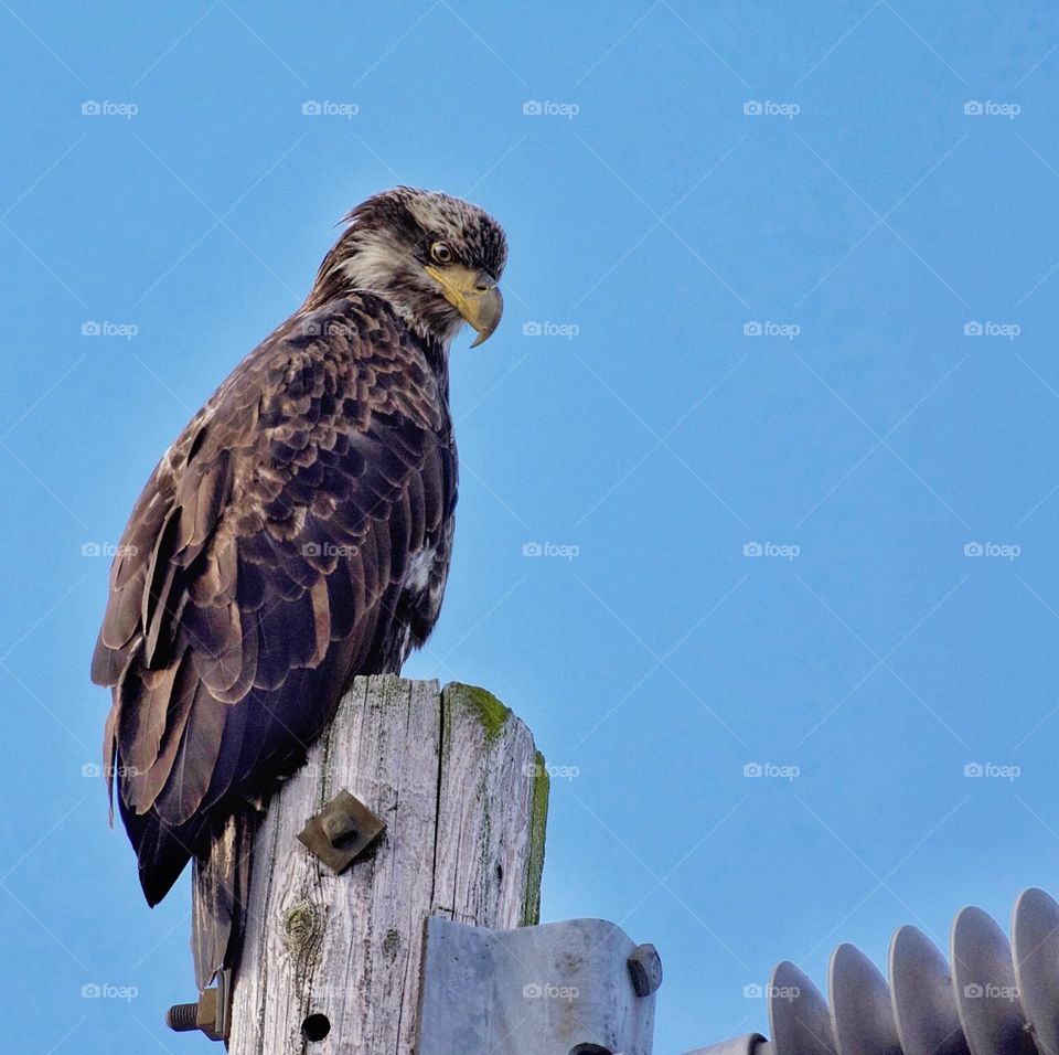 Juvenile bald eagle