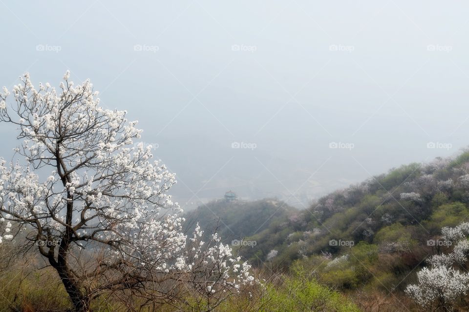 Wonderful and humbling vacation experience in China 3/30/18 to 4/7/18.  This is a view of the fields surrounding  The Great Wall- Beijing side.  Beautiful Cherry Blossoms.
