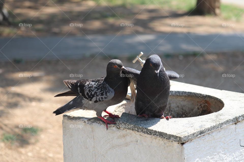 Pigeon