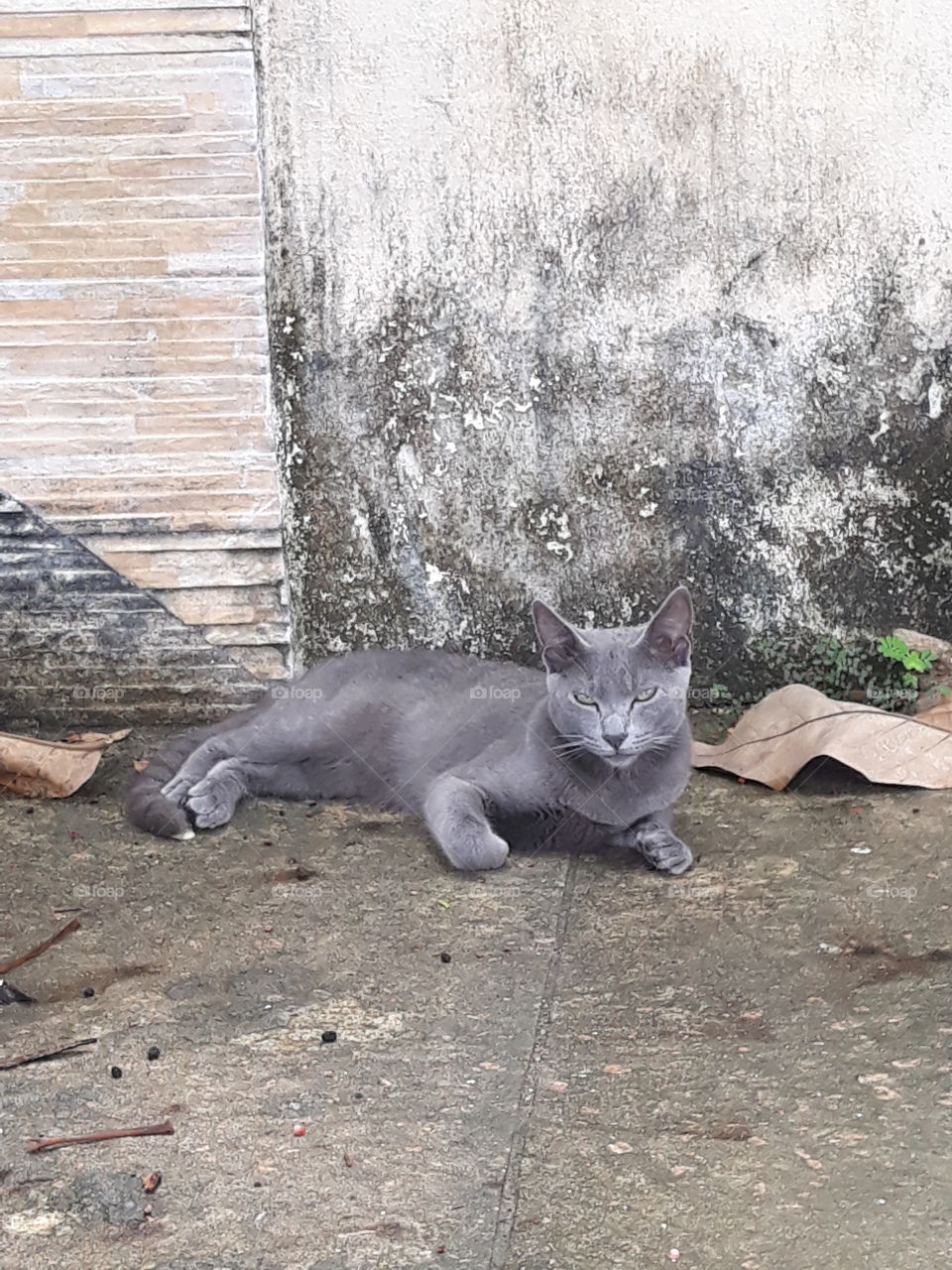 gray cat