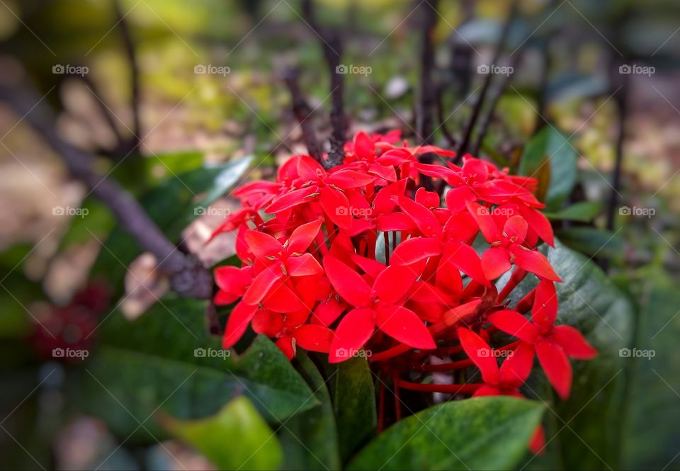 red chameli flower