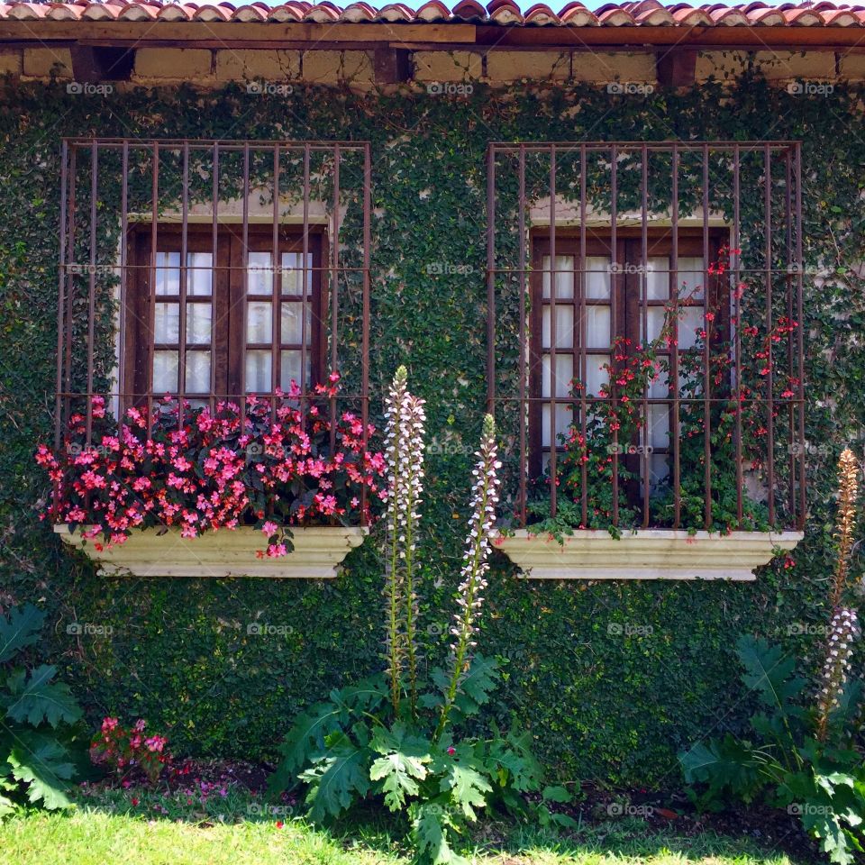 Windows. Beautiful flowers and foliage surrounding windows