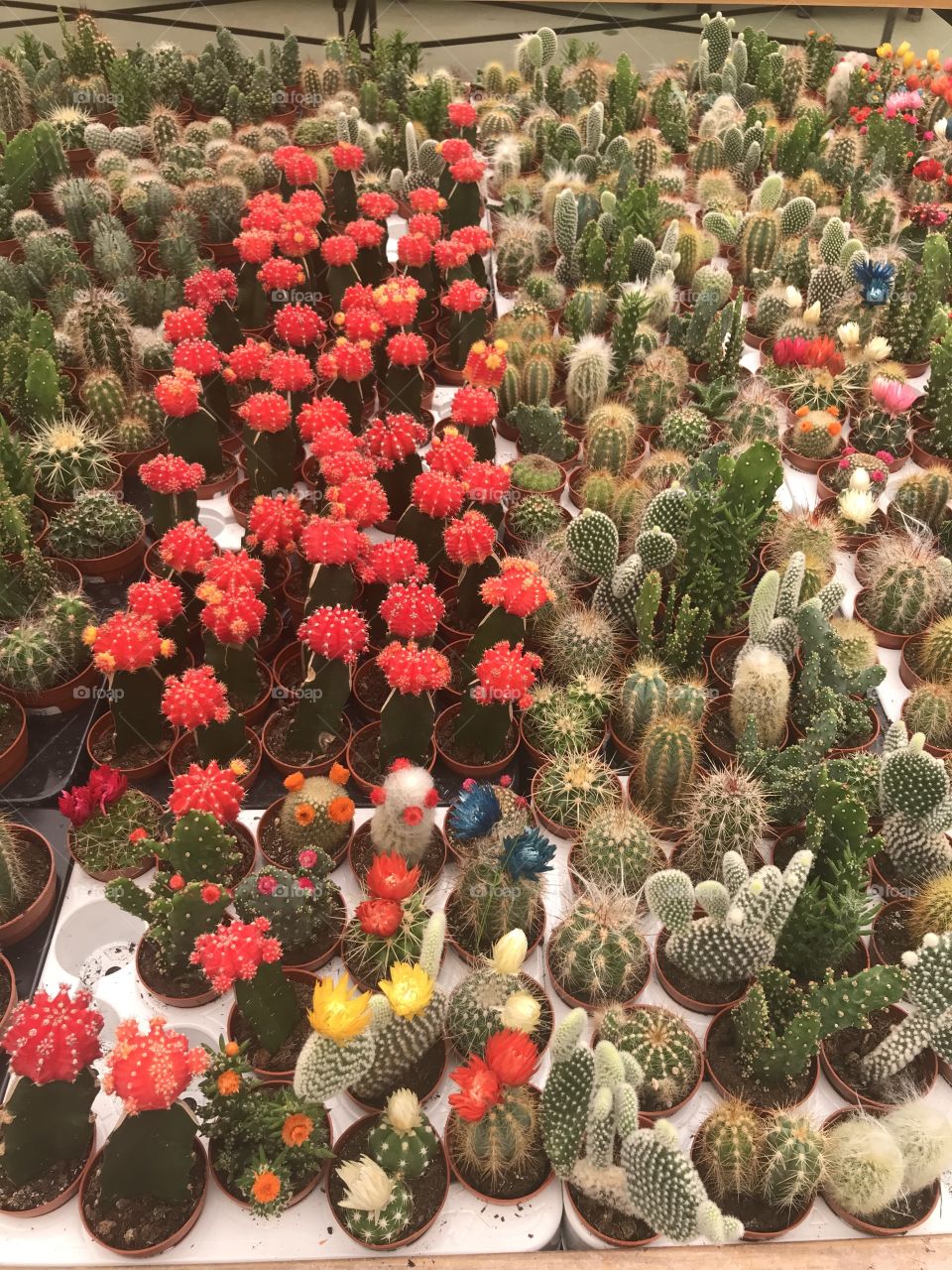 Many cactos 