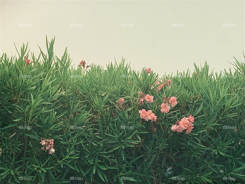 Pink flowers in the tall green shrubs outdoors