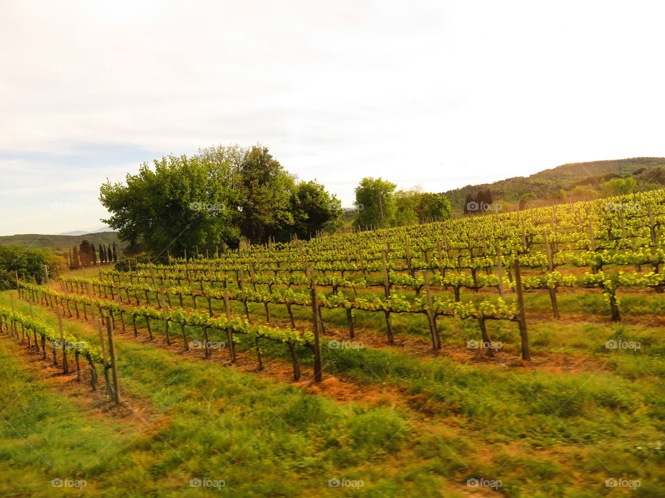 Italian vineyards