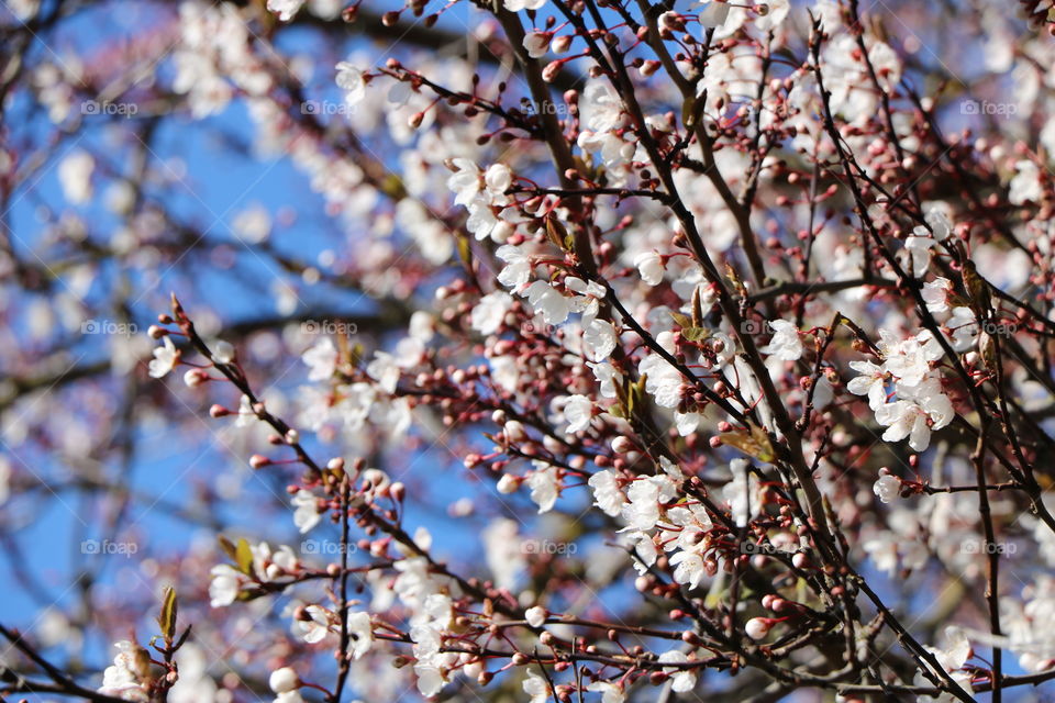 Nature in spring 