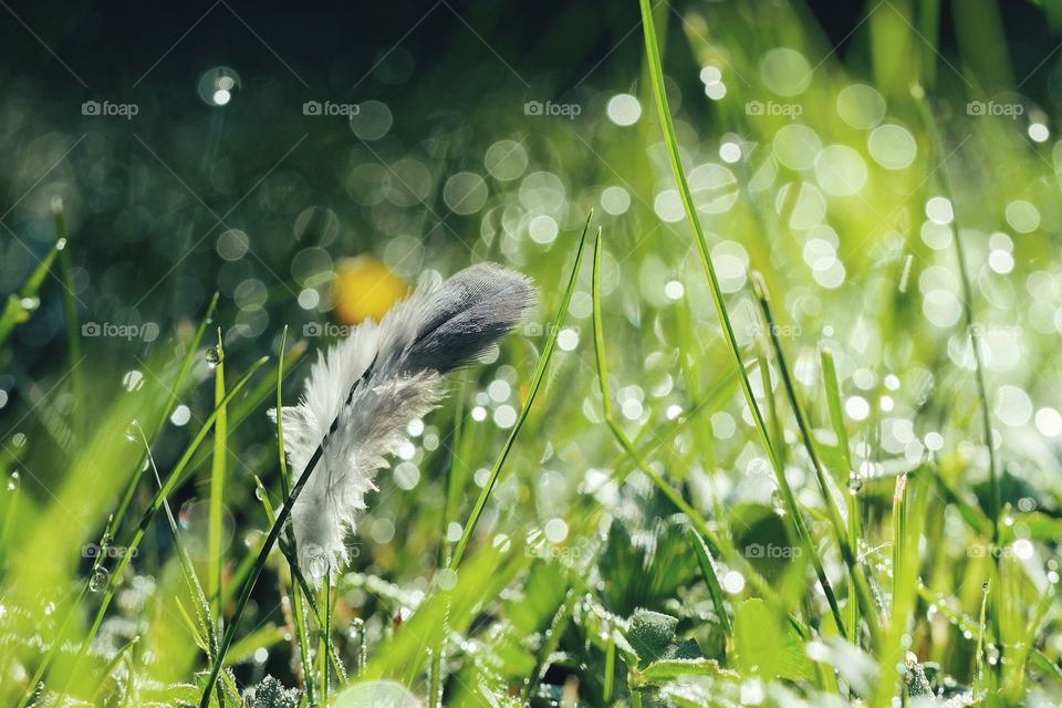 Small feather on wet grass