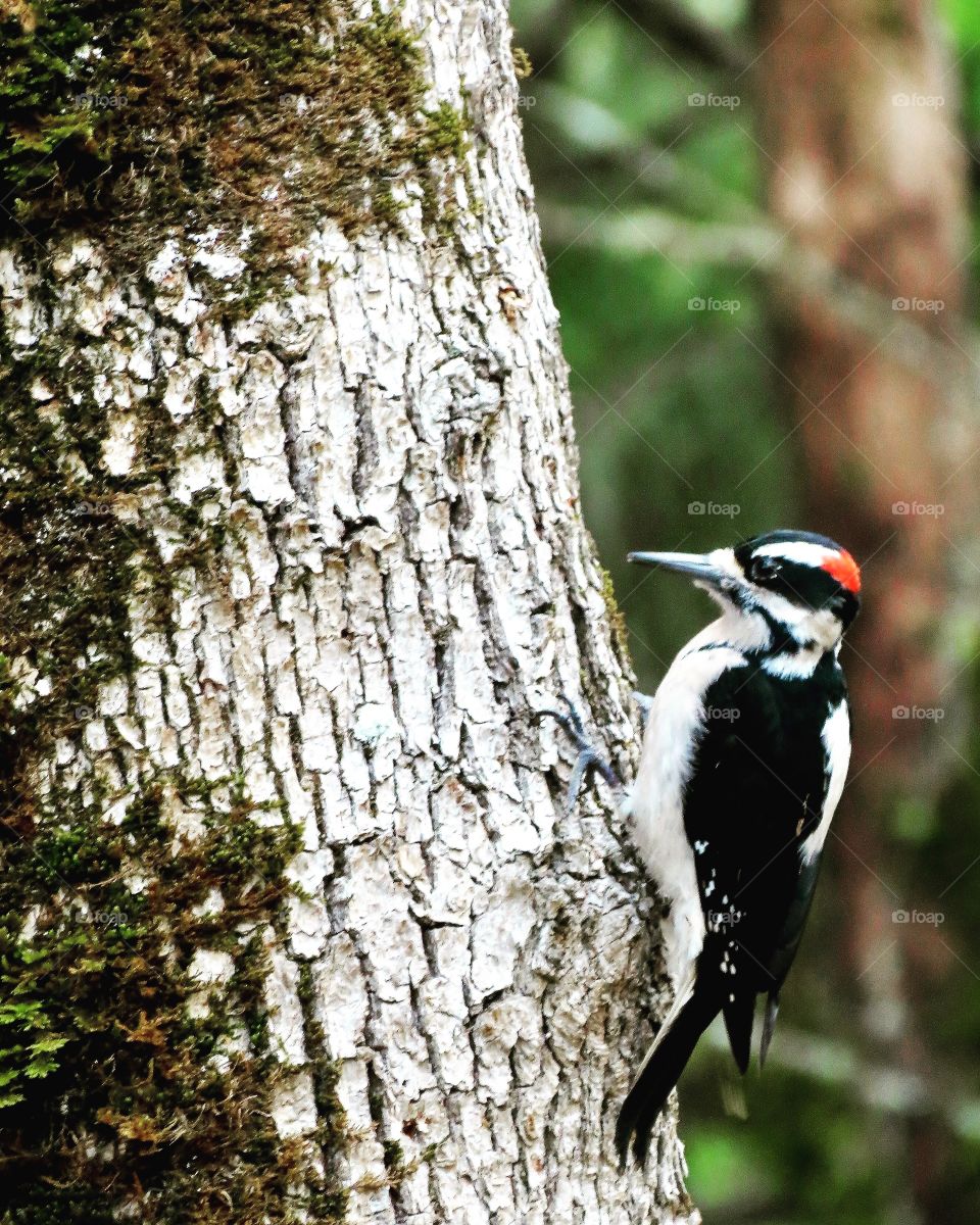 A Beautiful Downey Woodpecker Tapping And Rapping In The Woods. 