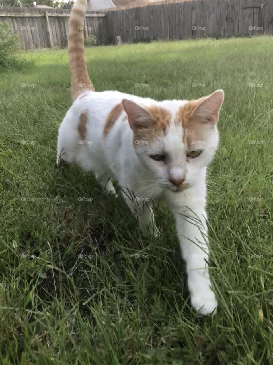 Walking cat