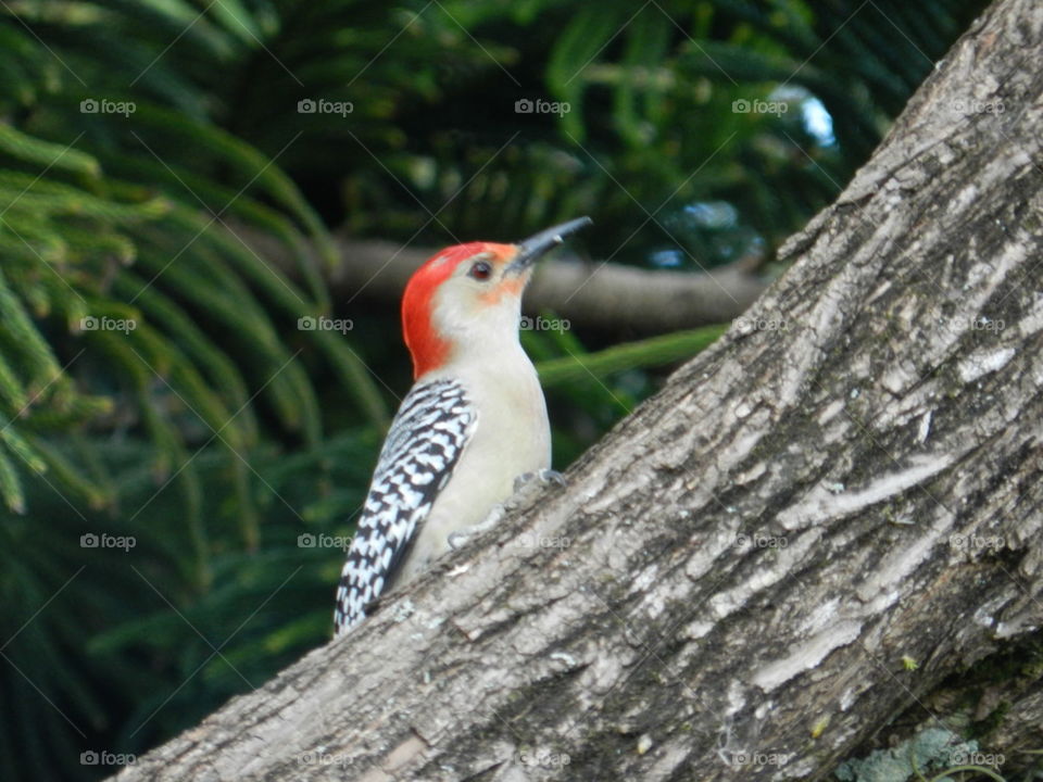 Redheaded woodpecker