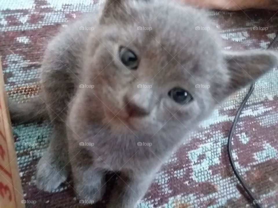 kitten