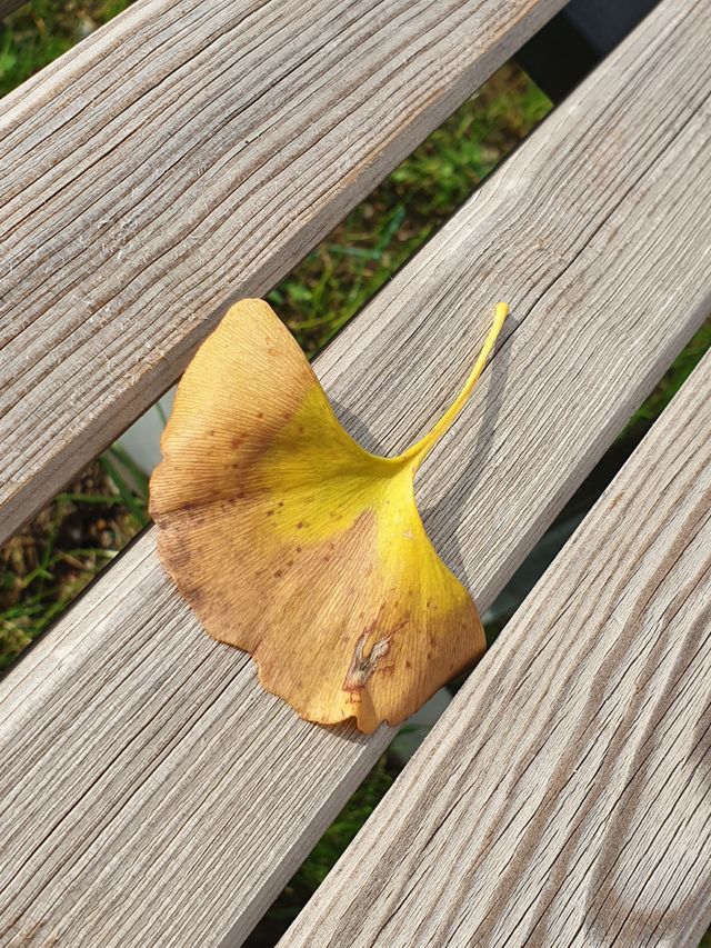 Leaf