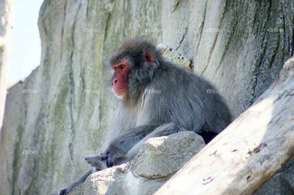 Snow Monkey