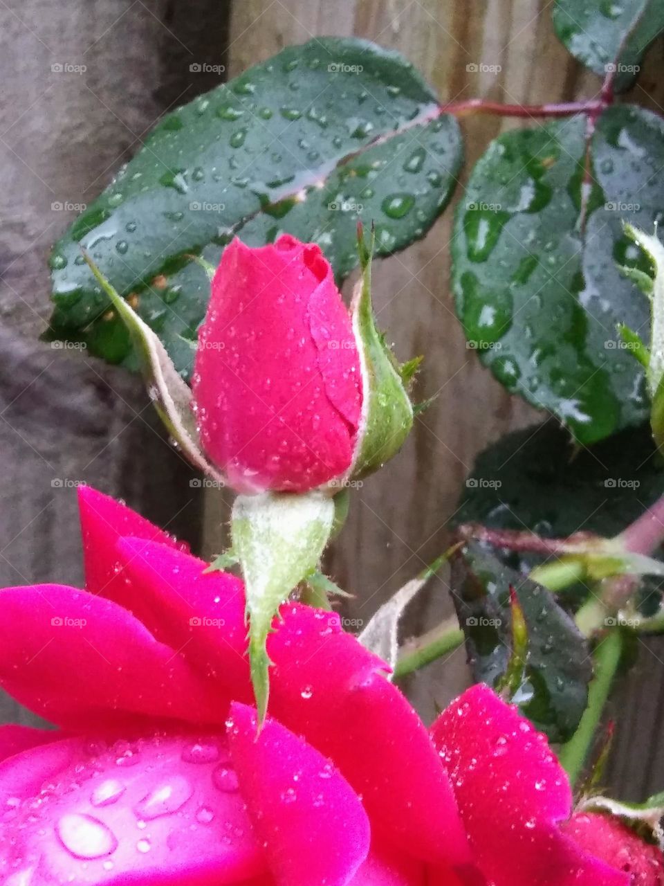rose bud in the rain