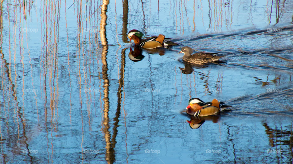 the forest and the mandarin duck family reflecting on the river
