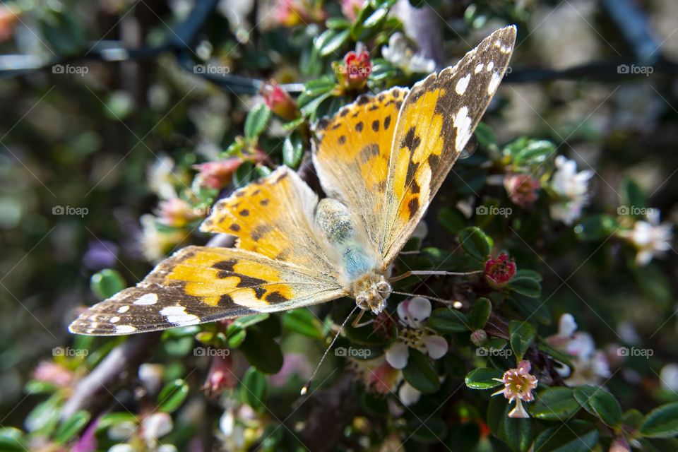 Beautiful butterfly in forest captured in camera.🦋🦋🦋