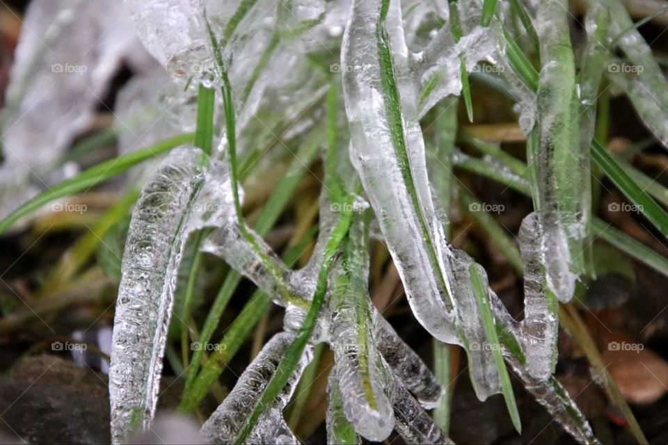 Close-up of green grass covered in transparent ice after freezing rain