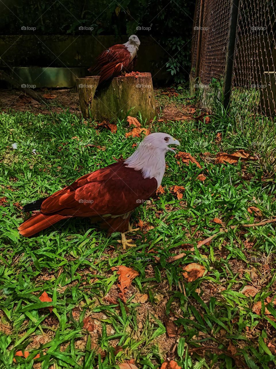 The gaze of the bondol eagle or Brahminy Kite with its scientific name Haliastur Indus is a species of bird of prey from the Accipitridae family and is a medium-sized eagle species.