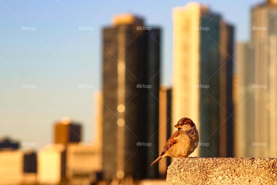 Sparrow on the a wall on a backdrop of Chicago skyline at sunrise.