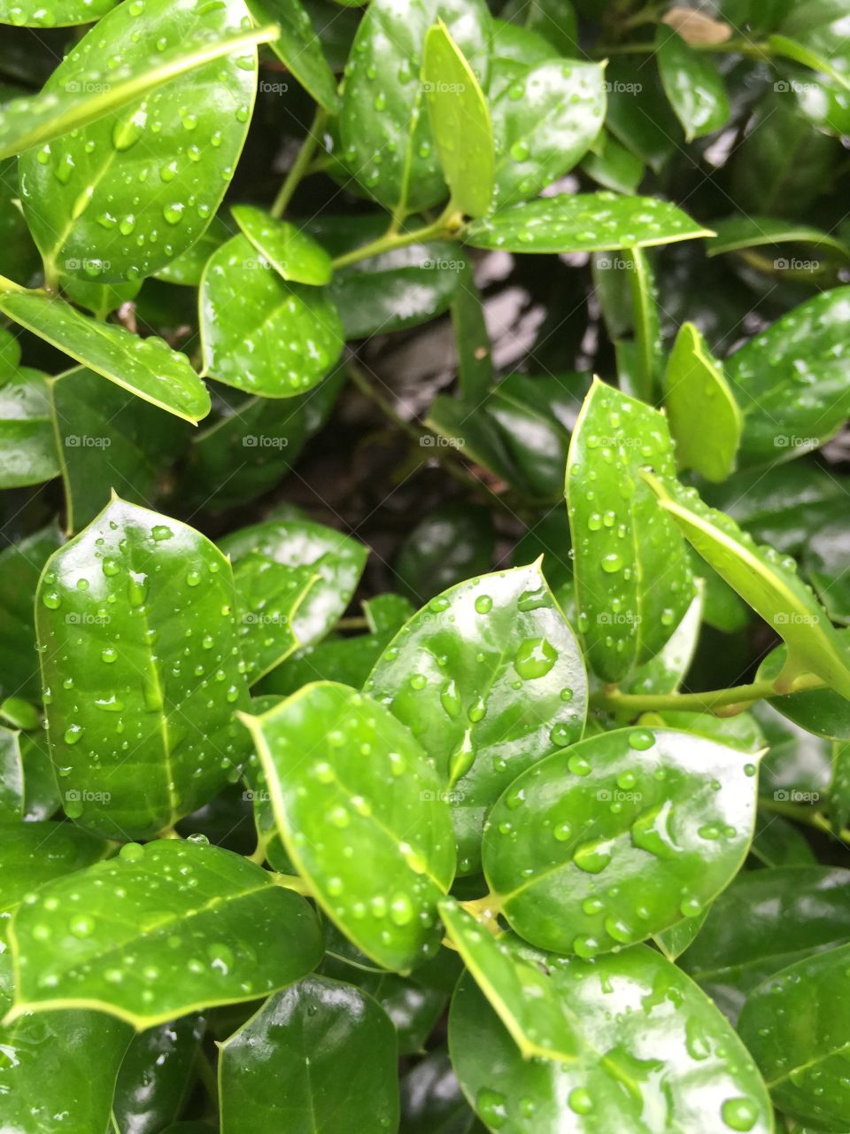 Rain covered leaves 