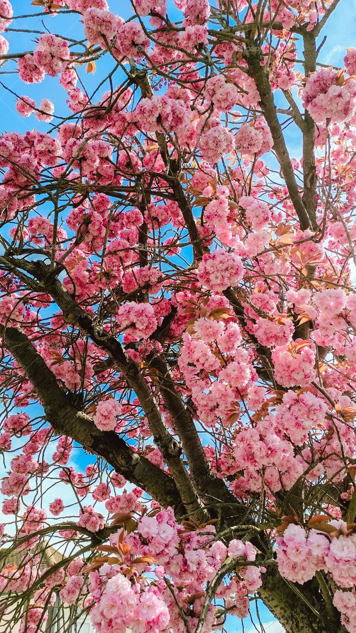 blossoming cherry tree