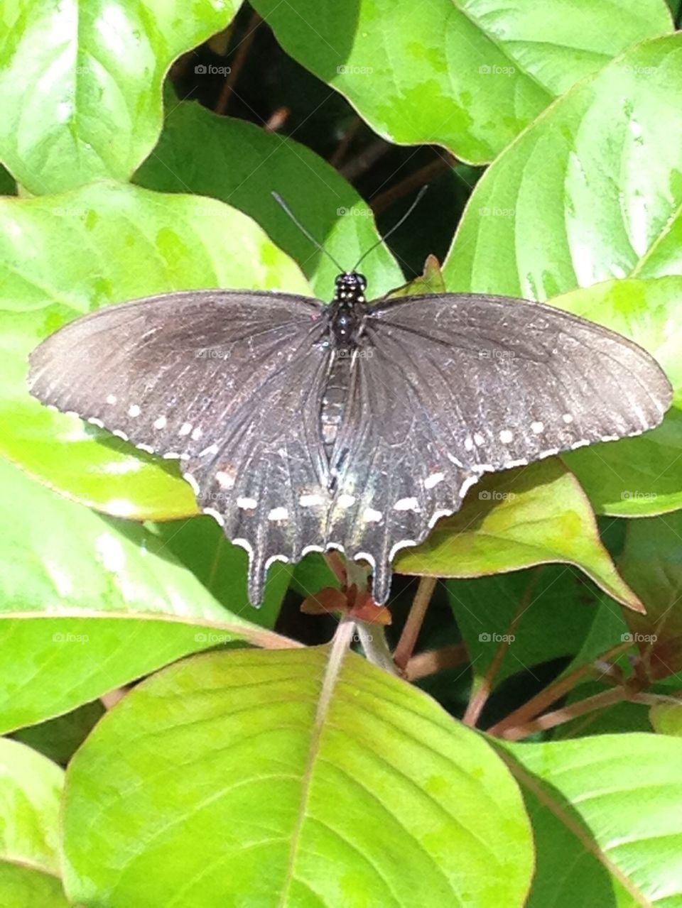 Grey butterfly
