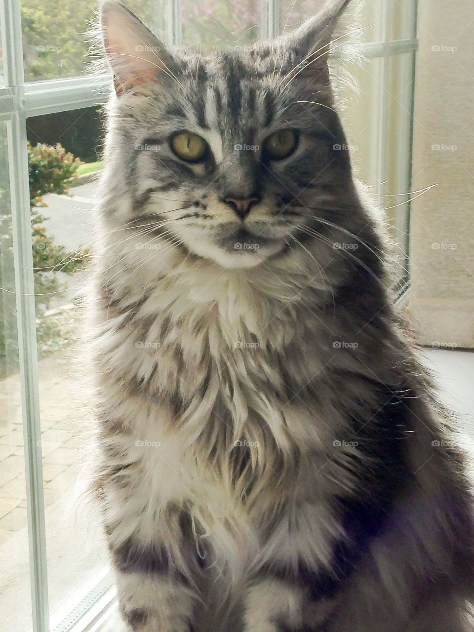 Fluffy Maine Coon
