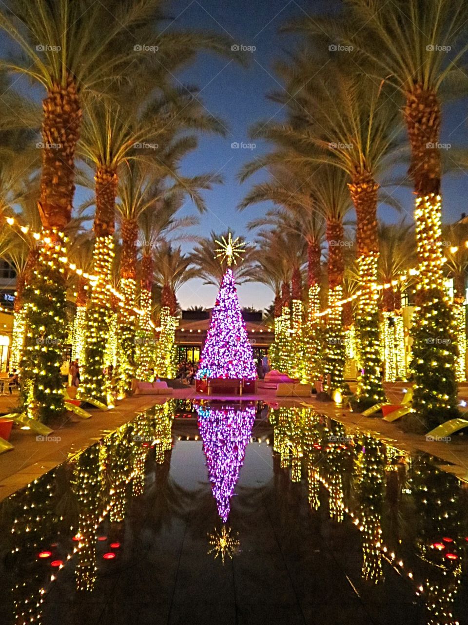 Dazzling holiday lights, Christmas tree, palm trees and water.