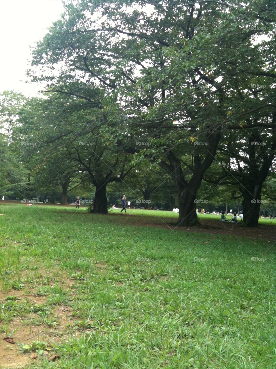 Landscape, Tree, Environment, Leaf, Nature