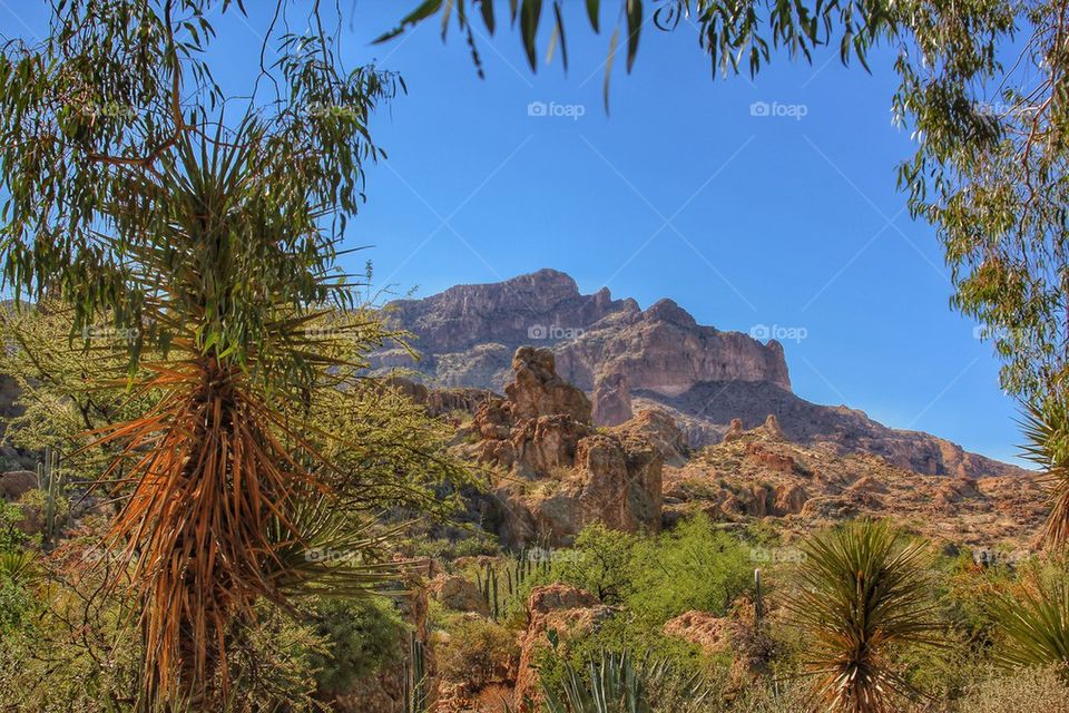 Boyce Thompson arboretum 