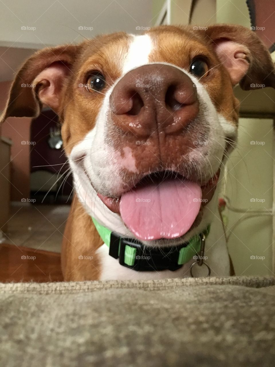 Beautiful pig nosed rescue pitbull dog with tongue hanging out 