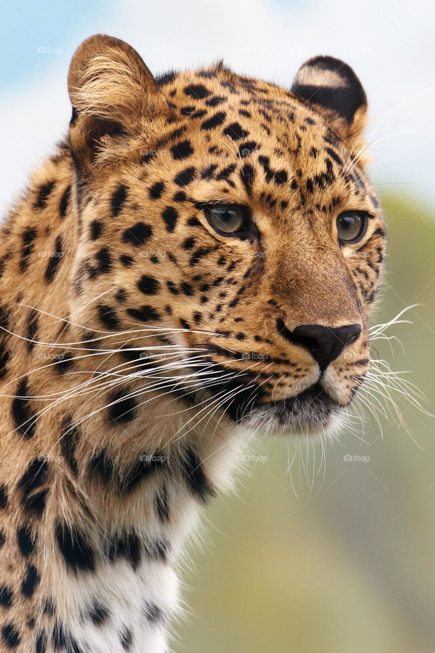 The Amur leopard is a leopard subspecies native to the Primo rye region of southeastern Russia and northern China. It is listed as Critically Endangered on the IUCN Red List.