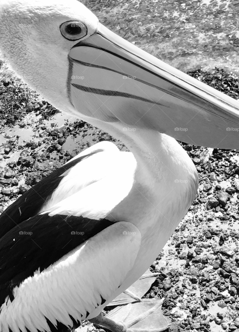 Pelicans coming in for feeding at San Remo, Victoria 