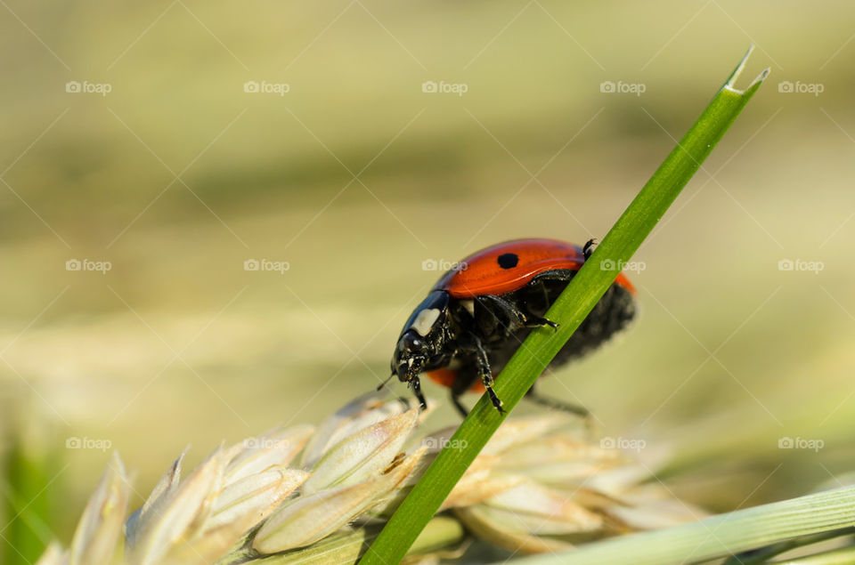 Ladybug on wheat plant