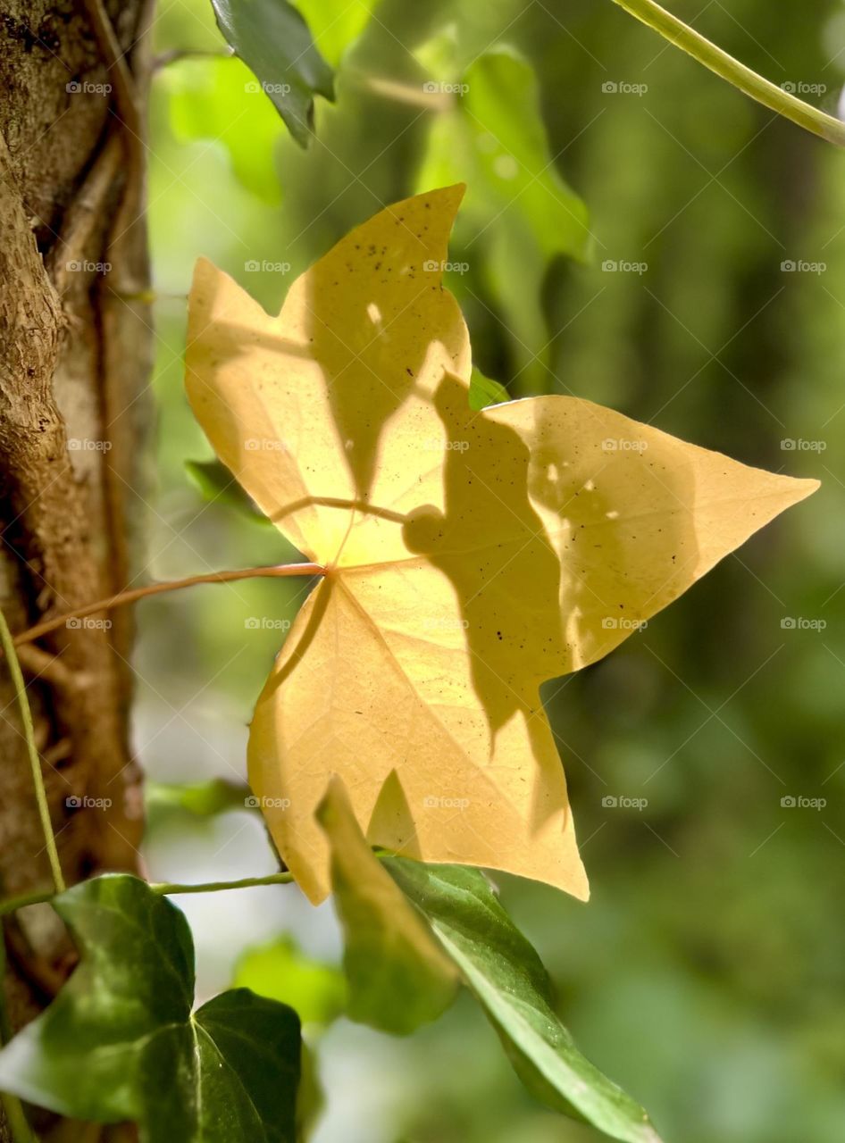 The beginning of Autumn 