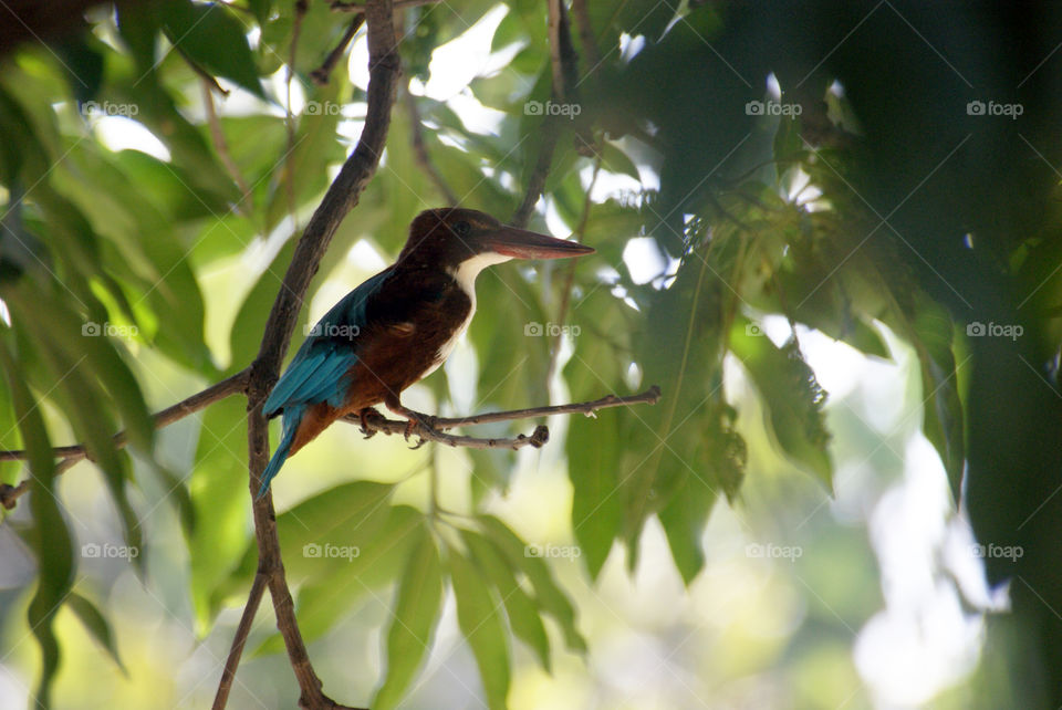 Kingfisher - a beautiful bird who influences a good and positive impression on me.