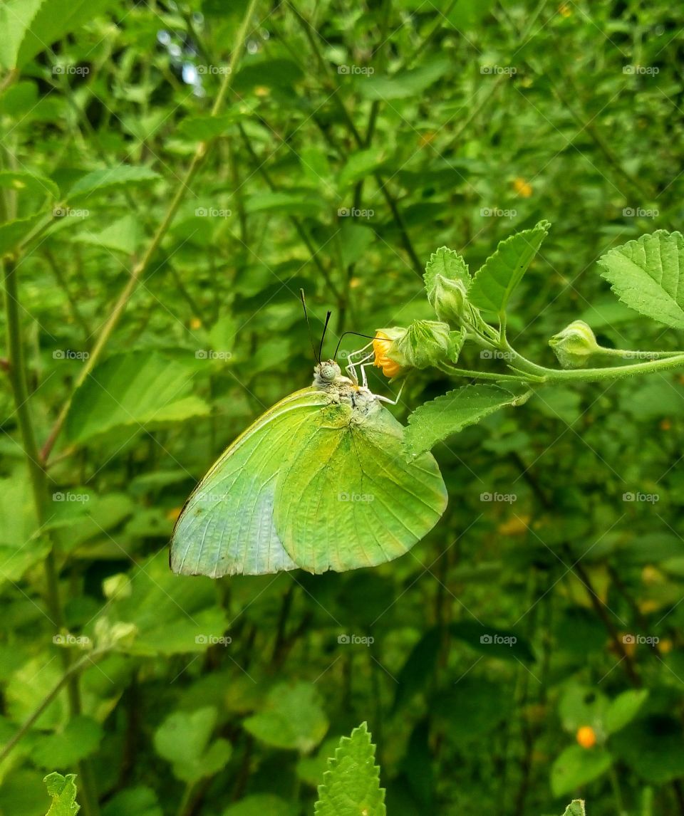 butterfly searching honey