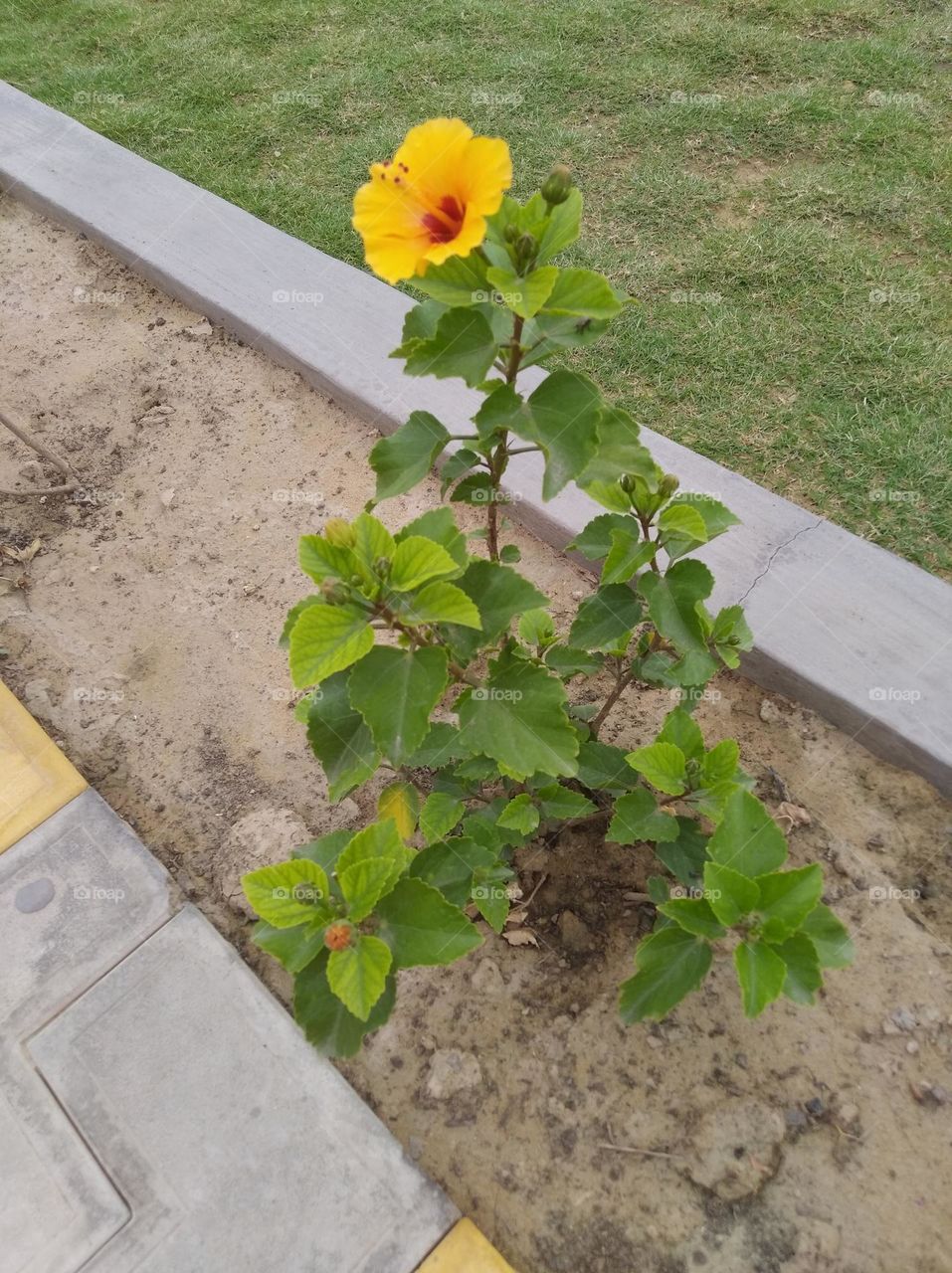 yellow flower shurb small in size fresh seasonal looking very beautiful generally found everywhere